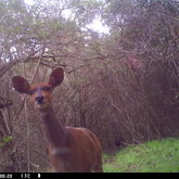 Female Bushbuck, Platbos Forest